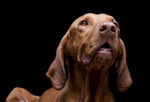 retrato de un adorable magiar vizsla mirando arriba curiosamente foto