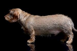 Studio shot of an adorable wire haired Dachshund photo