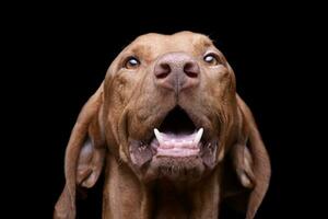 Portrait of an adorable magyar vizsla looking curiously at the camera photo