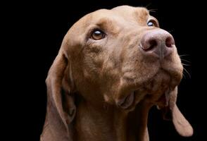 Portrait of an adorable magyar vizsla looking curiously photo