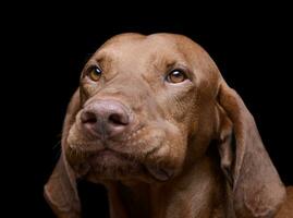 Portrait of an adorable magyar vizsla looking curiously at the camera photo