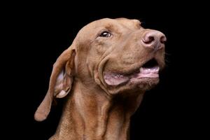 retrato de un adorable magiar vizsla mirando curiosamente a el cámara foto