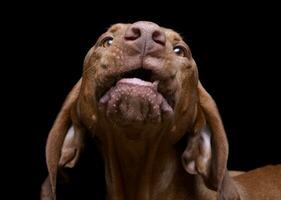 retrato de un adorable magiar vizsla mirando curiosamente a el cámara foto