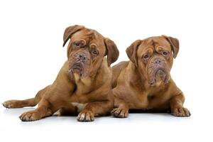 Studio shot of two adorable Dogue de Bordeaux photo