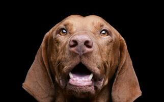 retrato de un adorable magiar vizsla mirando curiosamente a el cámara foto