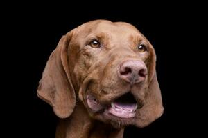 Portrait of an adorable magyar vizsla looking curiously photo