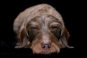 estudio Disparo de un adorable cable peludo perro tejonero foto