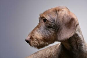 Portrait of a cute Dachshund puppy photo