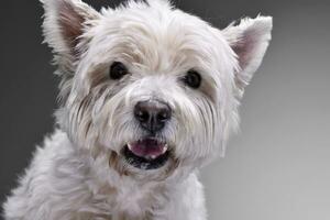 Portrait of an adorable West Highland White Terrier photo