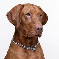 Portrait of an adorable Hungarian Vizsla photo