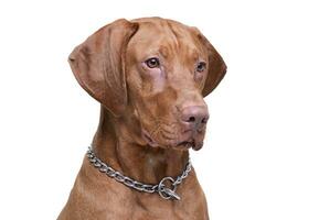 Portrait of an adorable magyar vizsla looking curiously photo