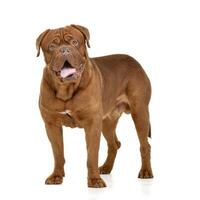 Studio shot of an adorable Dogue de Bordeaux photo