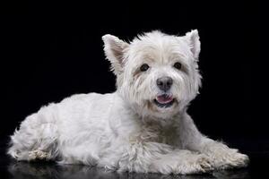 estudio Disparo de un adorable Oeste tierras altas blanco terrier foto