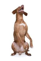 Studio shot of an adorable magyar vizsla standing on hind legs photo