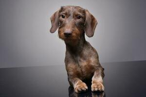 Studio shot of a cute Dachshund puppy photo