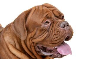 Portrait of an adorable Dogue de Bordeaux photo