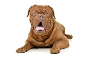 Studio shot of an adorable Dogue de Bordeaux photo