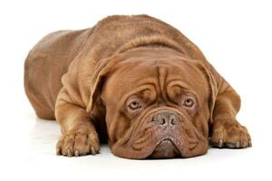 Studio shot of an adorable Dogue de Bordeaux photo