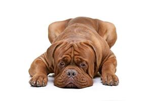 Studio shot of an adorable Dogue de Bordeaux photo