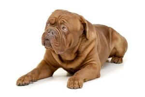 Studio shot of an adorable Dogue de Bordeaux photo