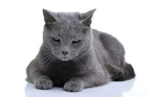 Studio shot of an adorable domestic cat photo