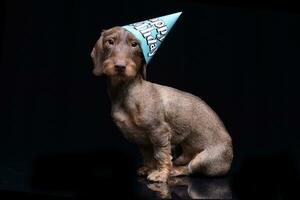 A cute Dachshund puppy with a funny paper hat photo