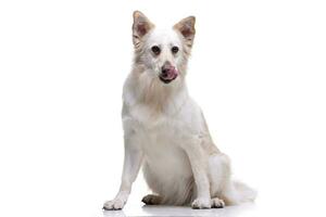 Studio shot of an adorable mixed breed dog photo