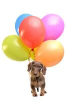 A cute Dachshund puppy with colorful balloons photo