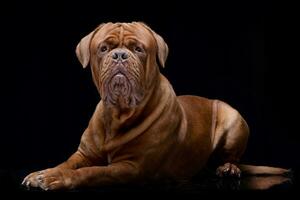 Studio shot of an adorable Dogue de Bordeaux photo