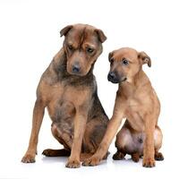 Studio shot of two adorable mixed breed dog photo