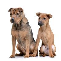 Studio shot of two adorable mixed breed dog photo