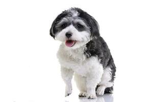 Studio shot of an adorable Havanese dog photo