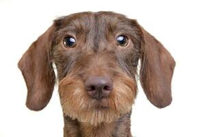 Portrait of a cute Dachshund puppy photo