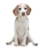 estudio Disparo de un adorable beagle foto