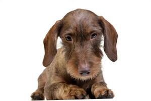 Studio shot of a cute Dachshund puppy photo