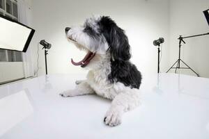 An adorable Havanese dog in a photo studio