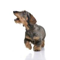 Studio shot of an adorable Dachshund photo