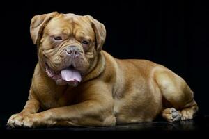 Studio shot of an adorable Dogue de Bordeaux photo