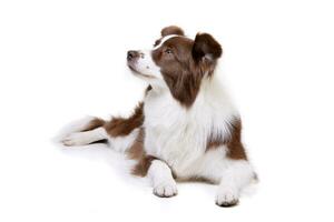 Studio shot of an adorable Border Collie photo