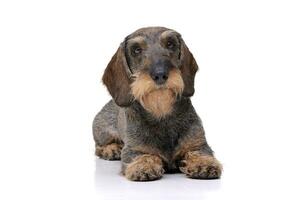 Studio shot of an adorable Dachshund photo