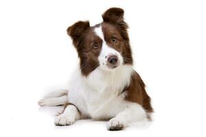 Studio shot of an adorable Border Collie photo