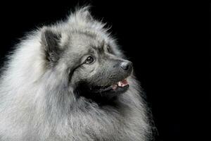 retrato de un adorable lobo perro de Pomerania foto