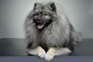 Studio shot of an adorable wolf spitz photo