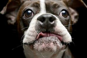 retrato de un adorable Boxer foto