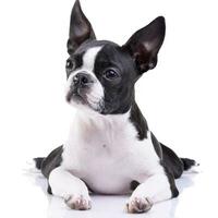 Studio shot of an adorable Boston Terrier photo