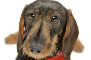 retrato de un adorable perro tejonero foto