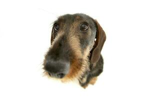 Wide angle portrait of an adorable Dachshund photo