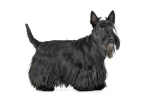 Studio shot of an adorable Scottish terrier photo