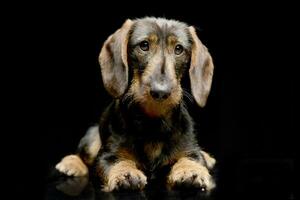 Studio shot of an adorable Dachshund photo