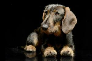 estudio Disparo de un adorable perro tejonero foto